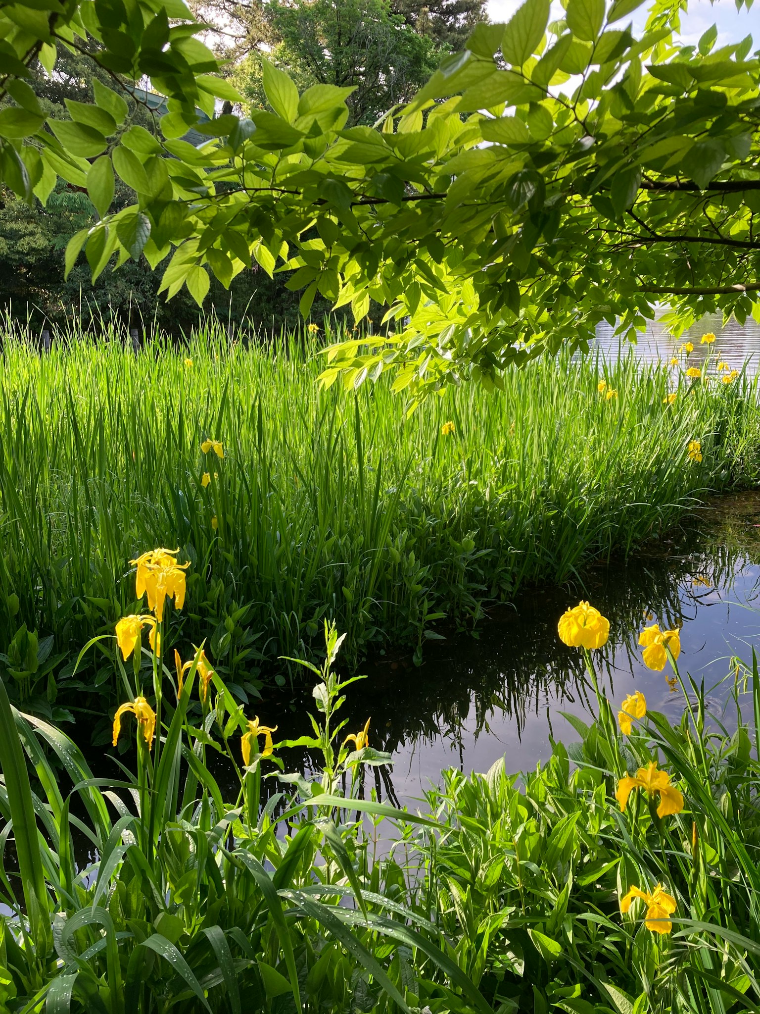 Paysage de marais avec de l'herbe verte et des fleurs d'iris jaunes en fleurs