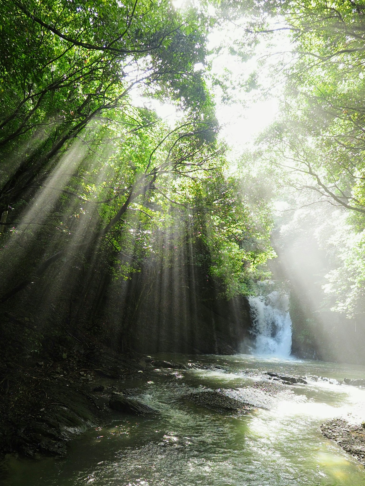 Luz del sol filtrándose a través de árboles verdes cerca de una cascada