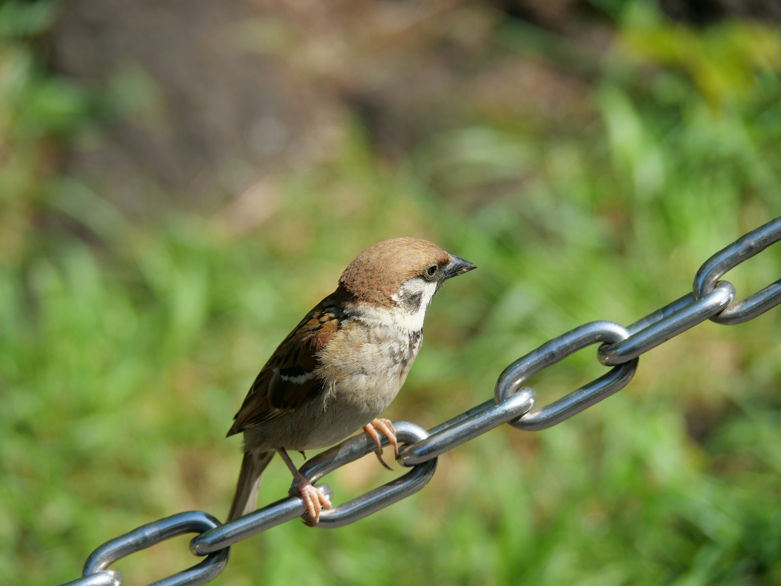 Ein kleiner Vogel sitzt auf einer Metallkette vor grünem Hintergrund