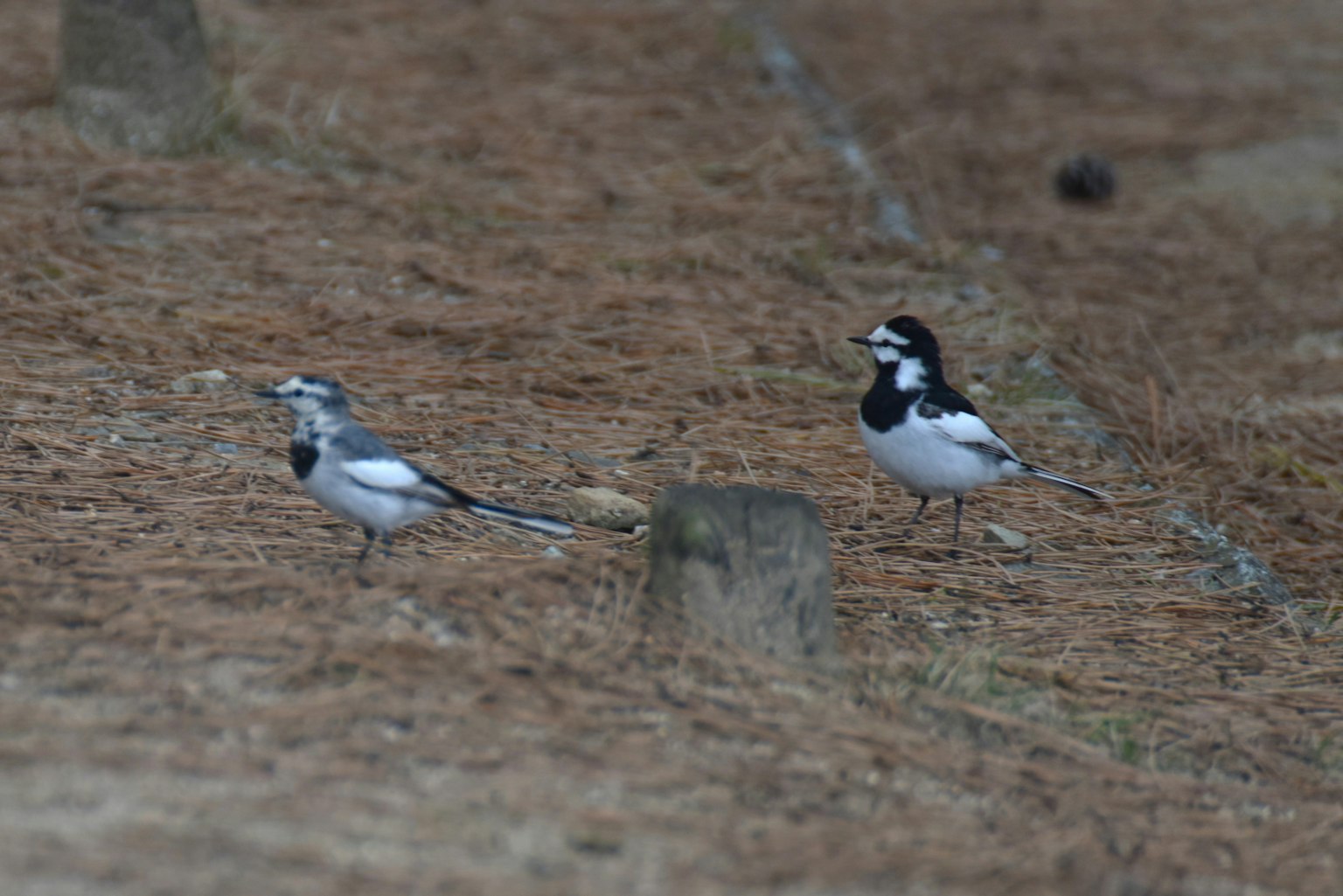 Two black and white birds standing on the ground