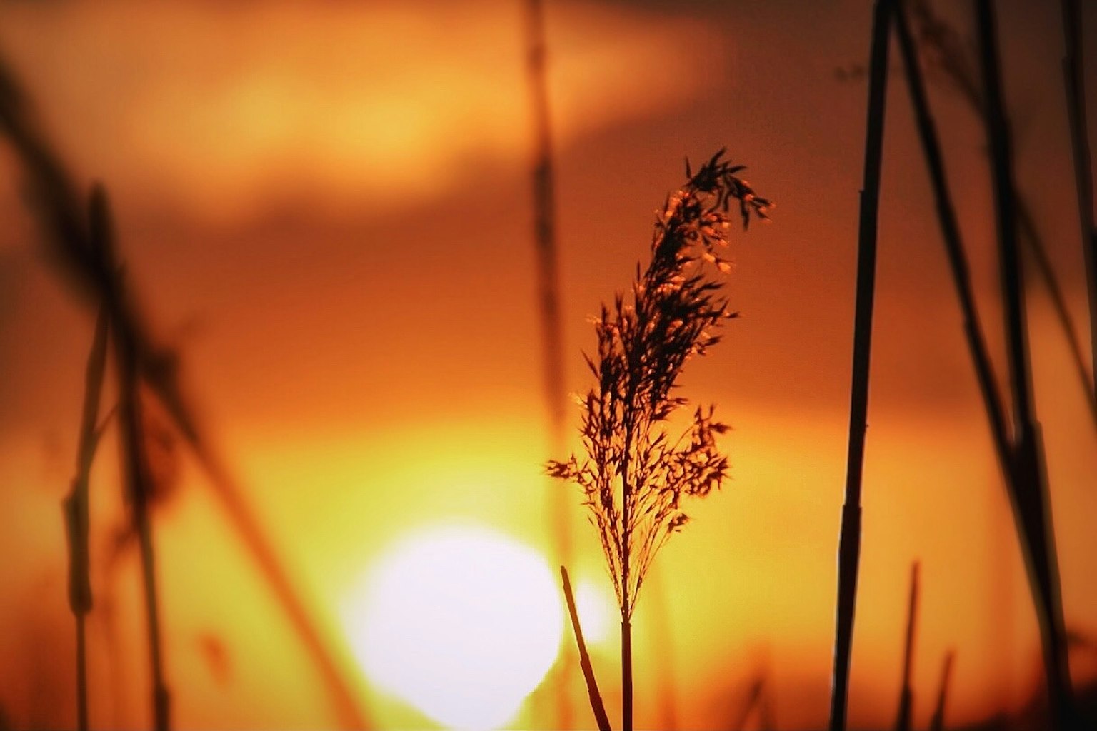 Nahaufnahme von Gras silhouettiert gegen einen Sonnenuntergang