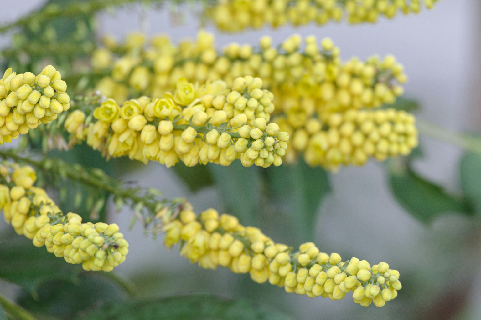 Gros plan d'une plante avec des fleurs jaunes en éclosion