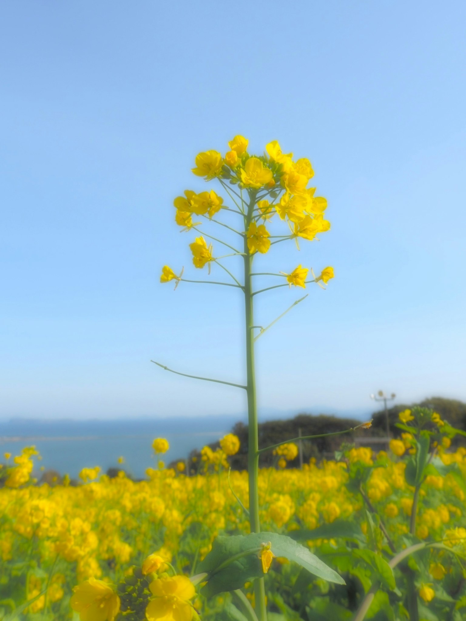 A tall yellow rapeseed flower stands against a clear blue sky