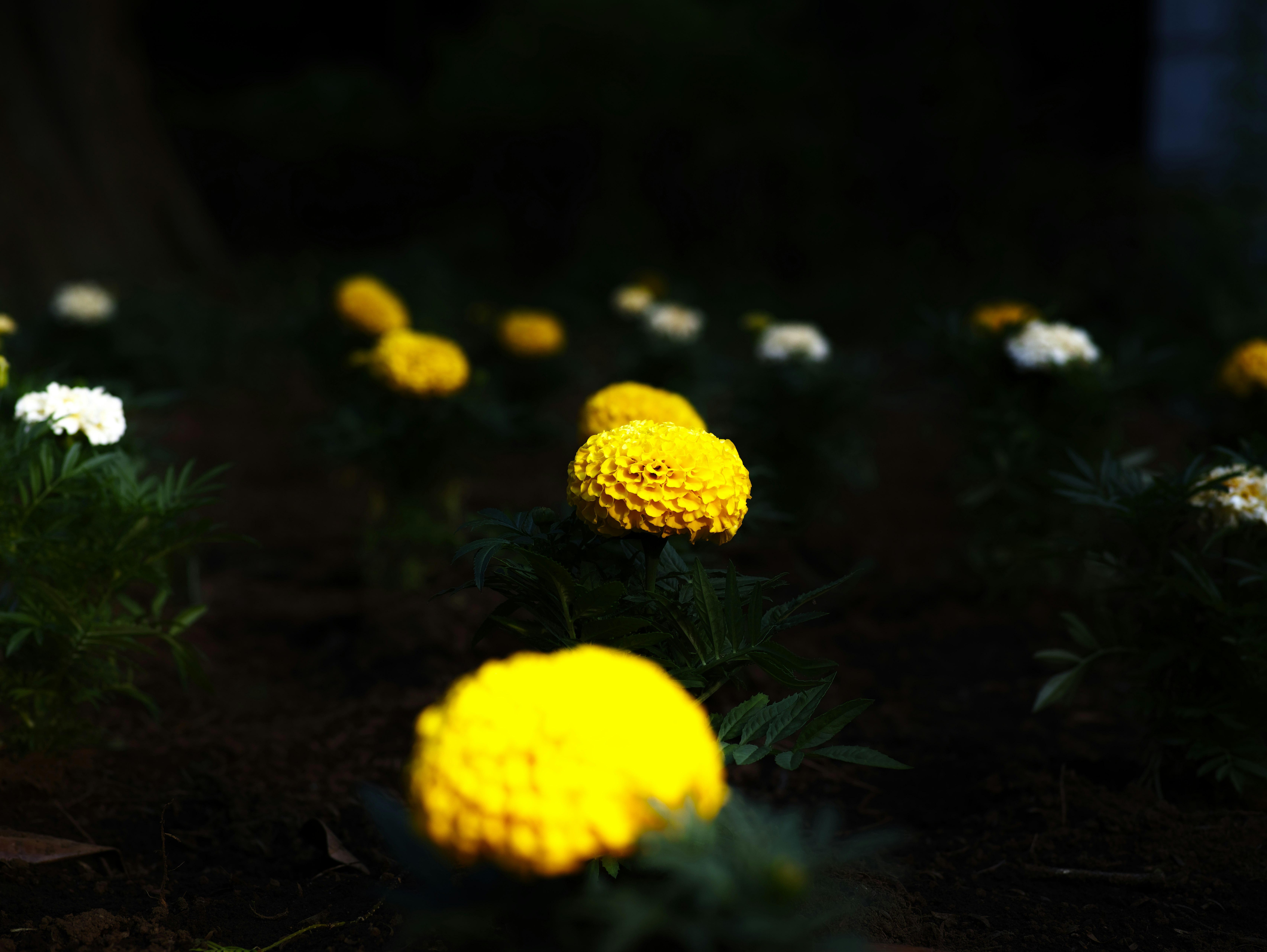 yellow and white flowers blooming in grass at night