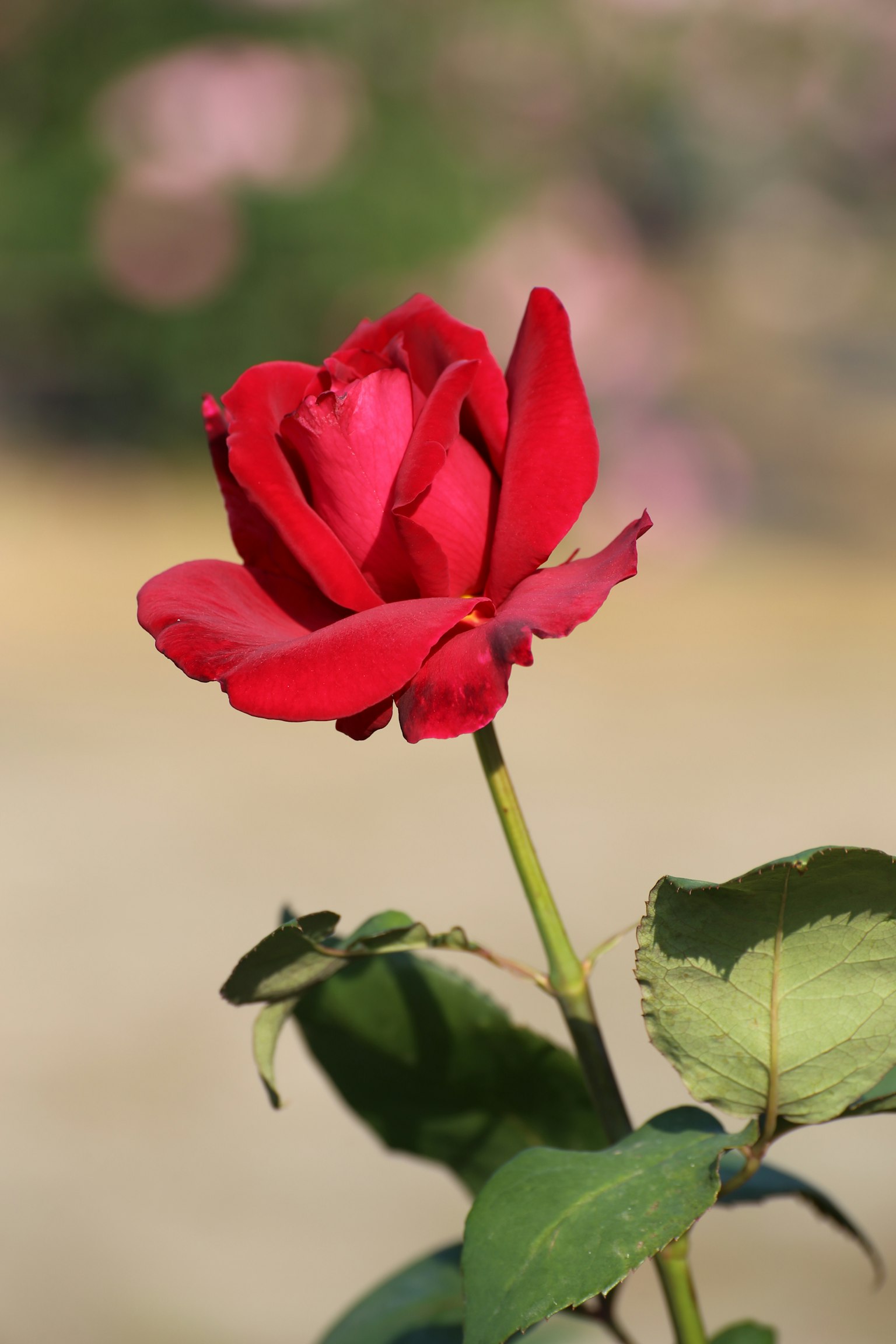 Une rose rouge vibrante en pleine floraison