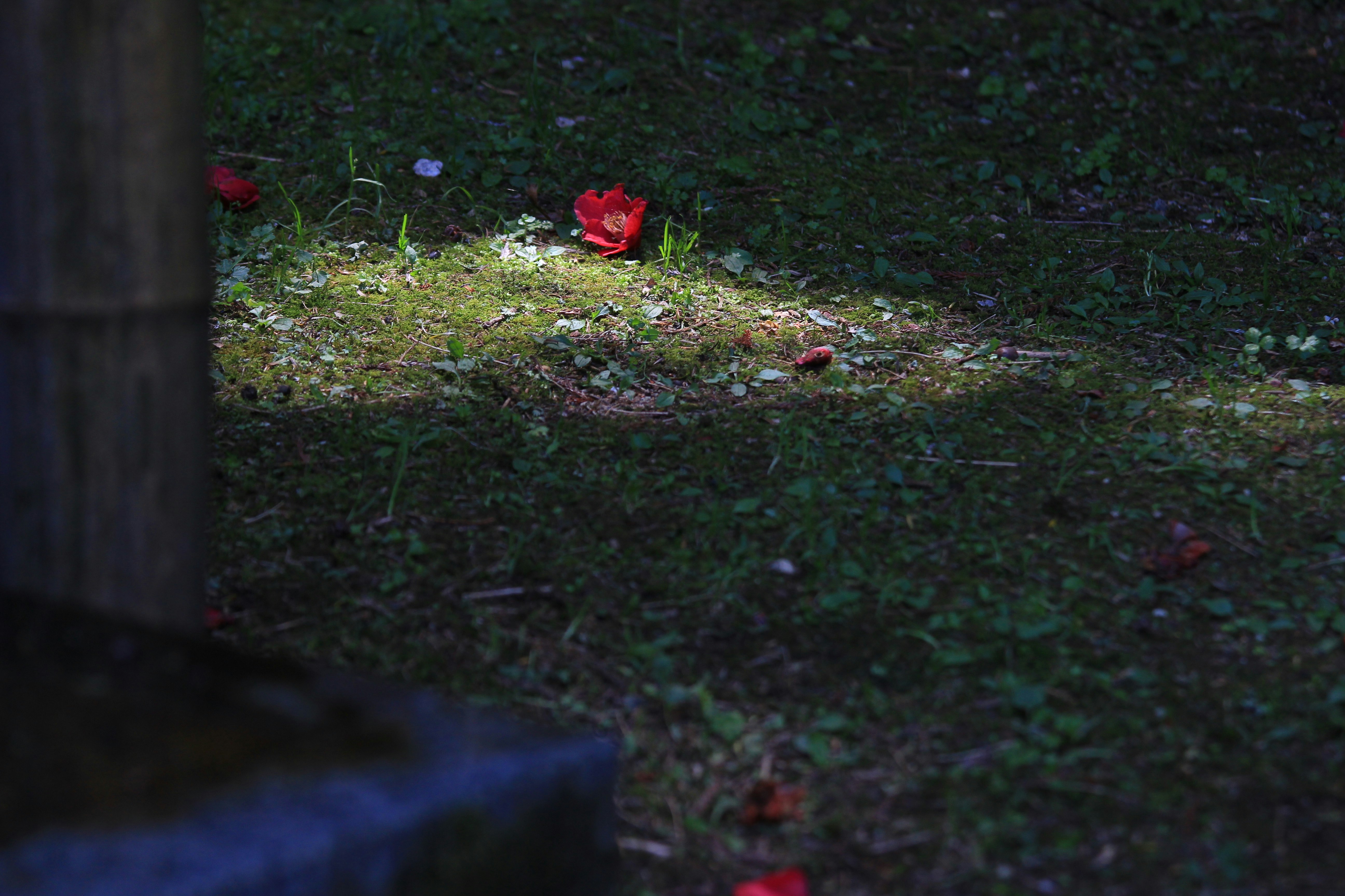 寺の裏庭で光に照らされた落ち椿の花