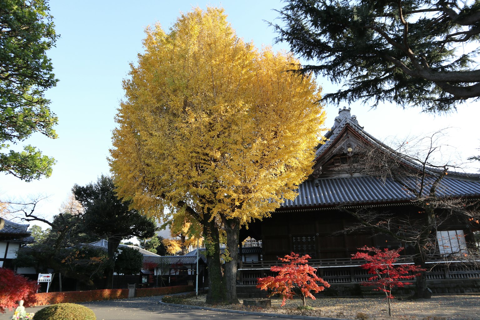 Hermoso árbol de ginkgo en otoño con edificio japonés tradicional