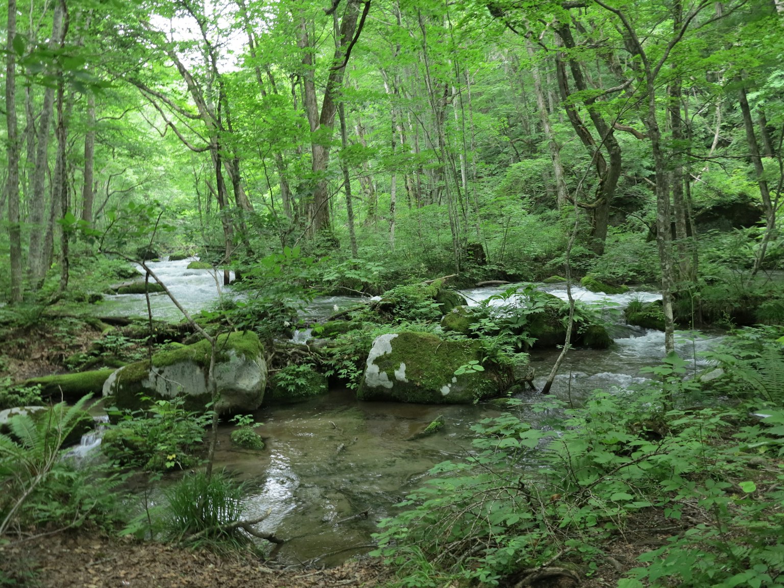 Un ruisseau coulant à travers une forêt verdoyante avec des rochers