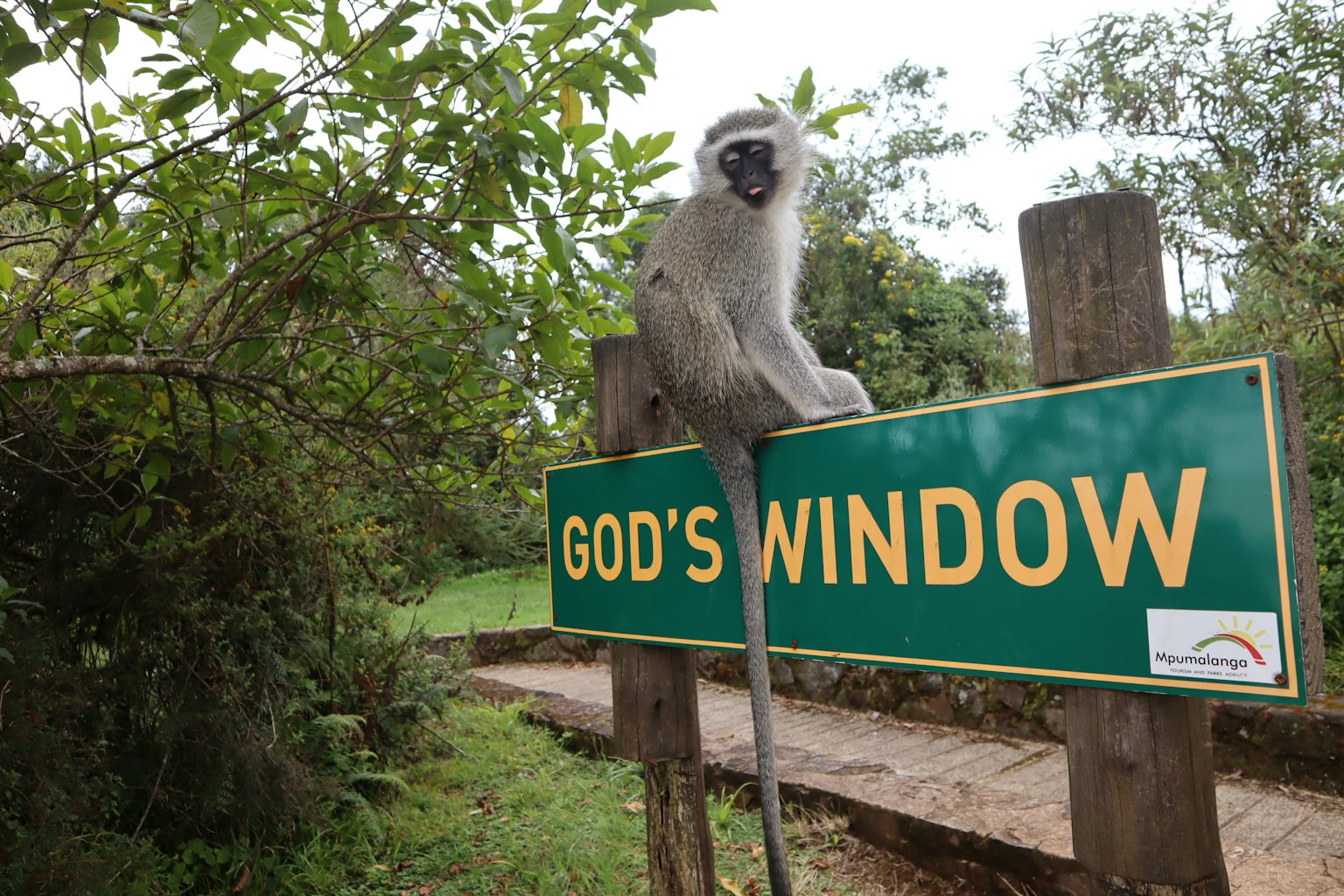 Ein Affe sitzt auf einem Schild von God's Window