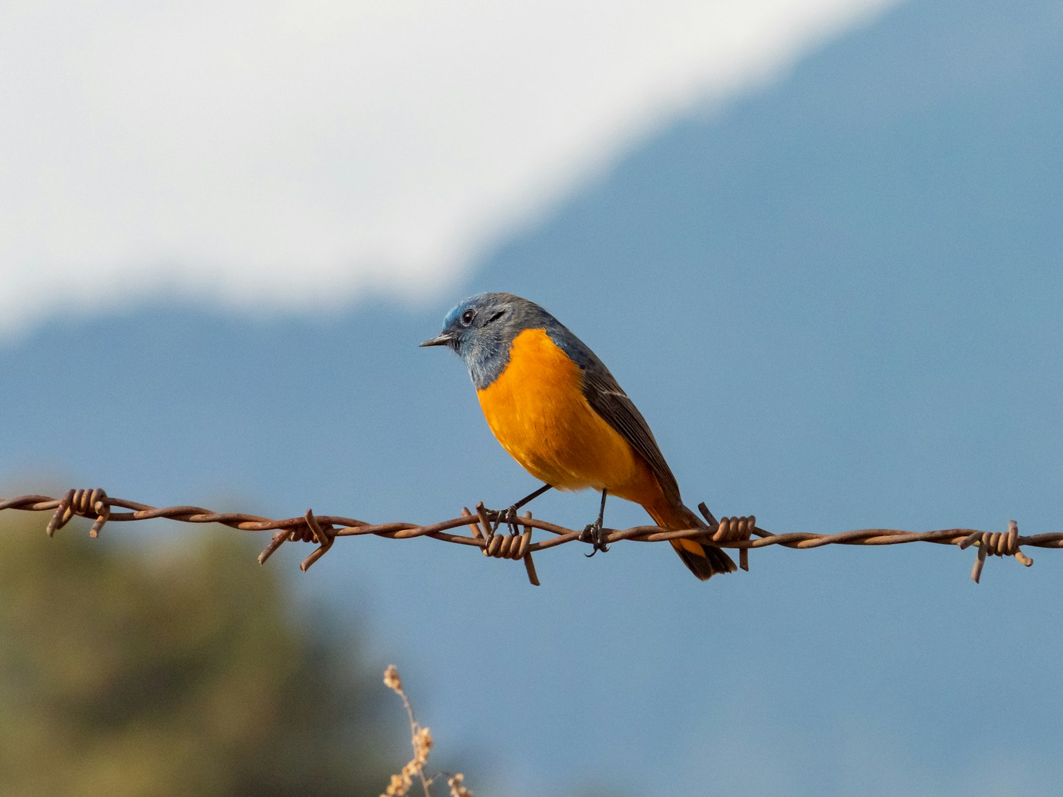 Ein kleiner Vogel mit blauem Kopf und orangefarbener Brust sitzt auf Stacheldraht