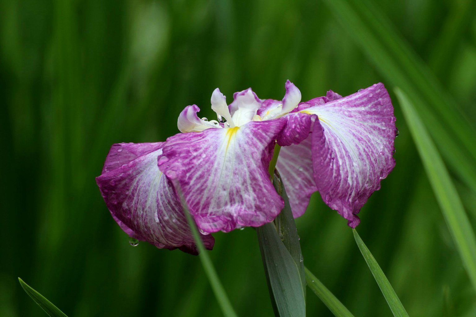 Bunga iris indah dengan kelopak ungu mekar di latar belakang hijau