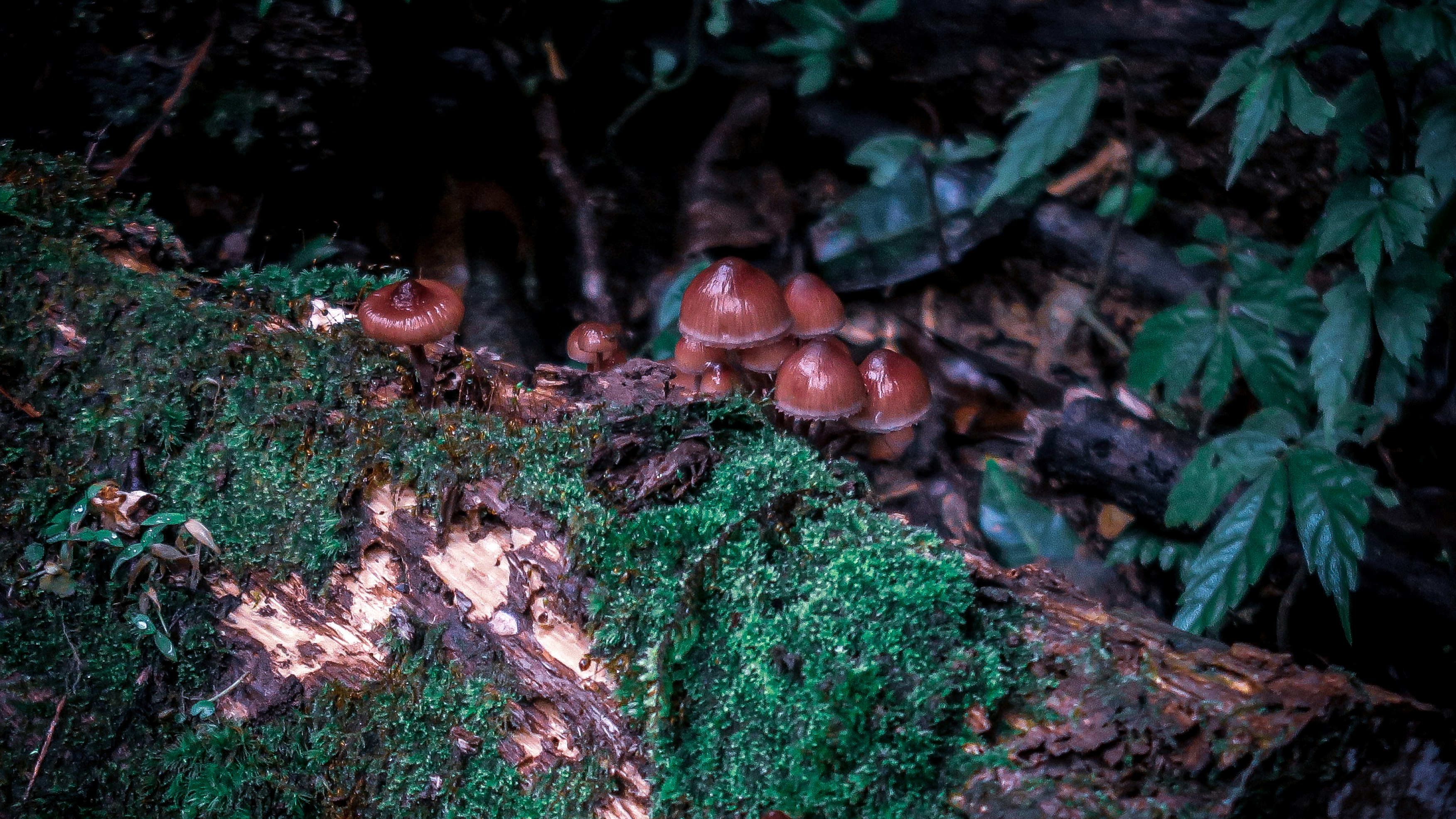 苔むす林床に並ぶ小さな赤茶色のきのこ