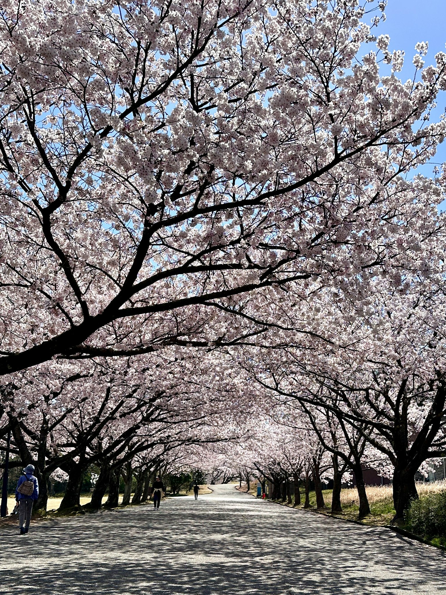 벚꽃 나무가 늘어선 아름다운 거리