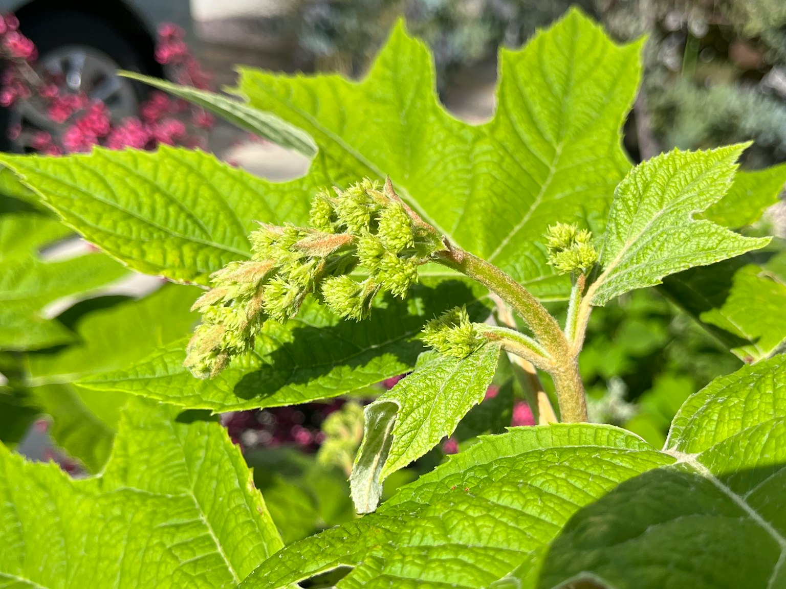 Gros plan d'une plante avec des feuilles vertes et des boutons floraux nouveaux
