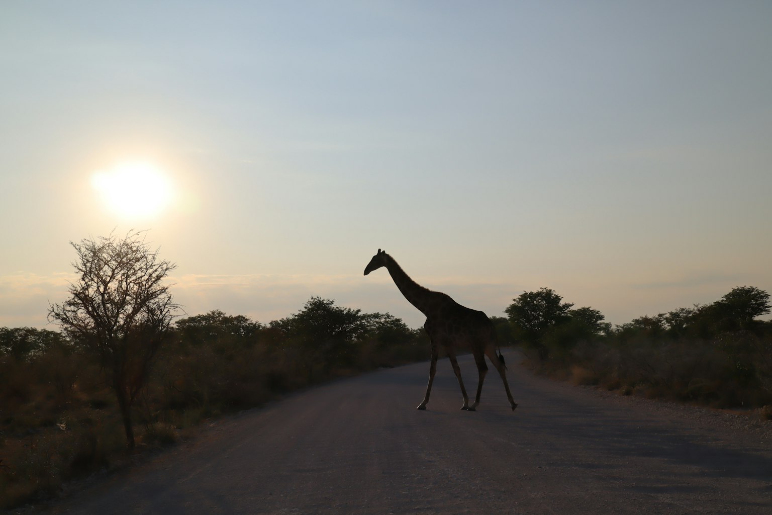 Silhouette d'une girafe traversant une route avec le coucher de soleil en arrière-plan