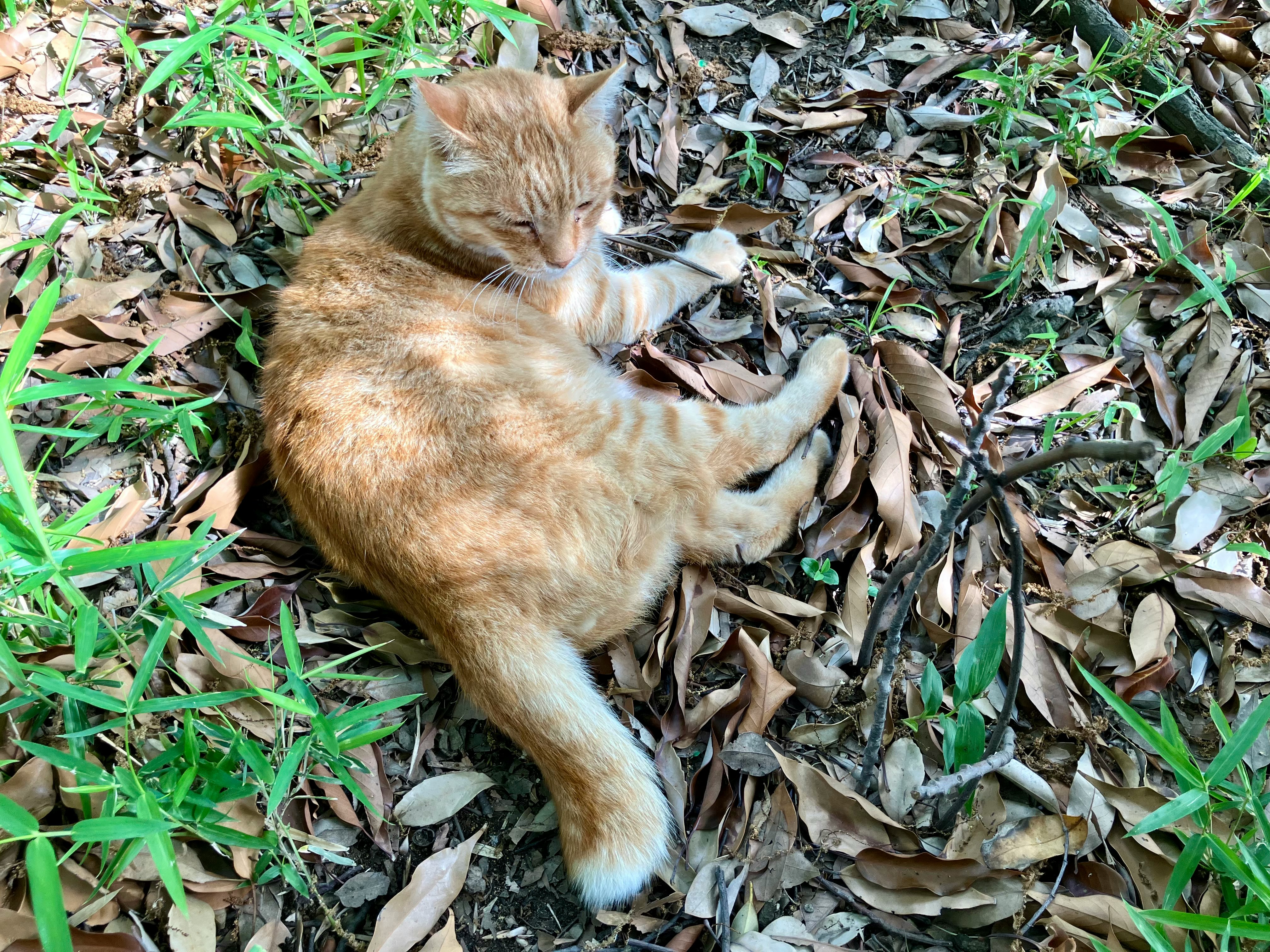 草むらの落ち葉の上でくつろぐ猫の横顔