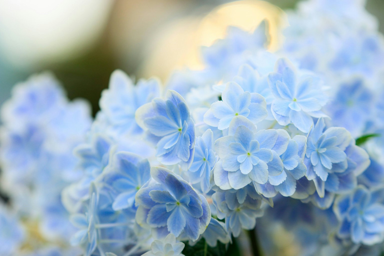Un beau bouquet de fleurs bleues délicates