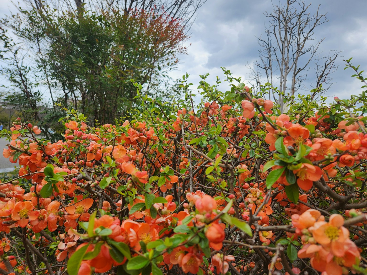 Eine Nahaufnahme von blühenden orangenen Blüten an einem Busch