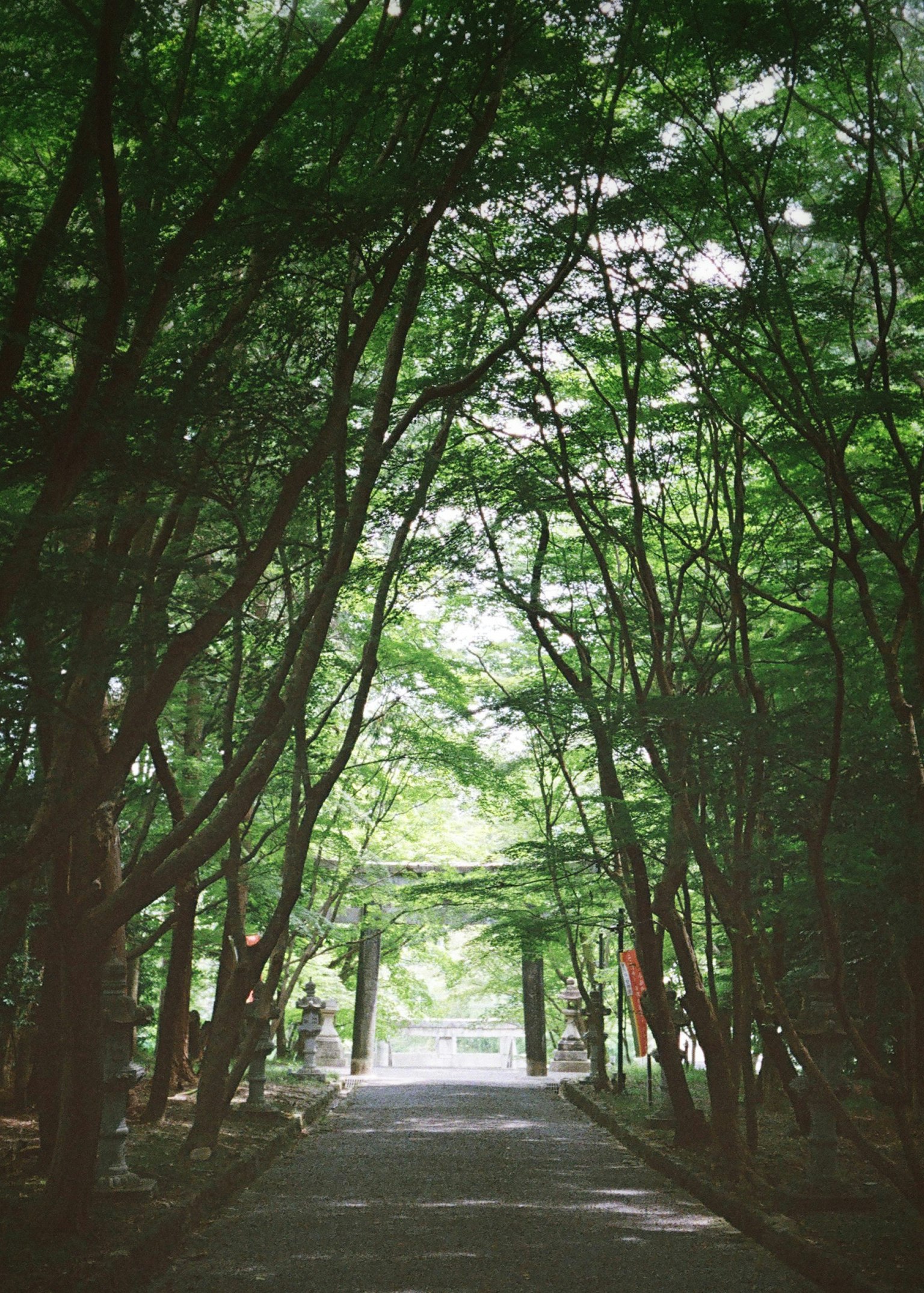 Un chemin serein entouré d'arbres verts luxuriants