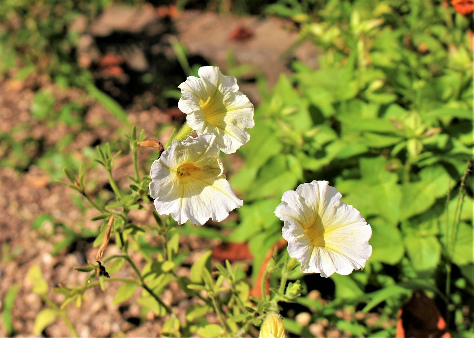 Primo piano di fiori bianchi che sbocciano su una pianta