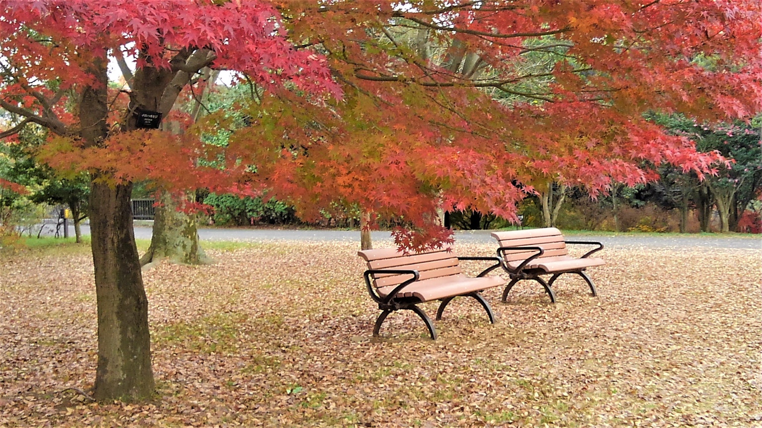 兩張長椅在一棵紅葉楓樹下