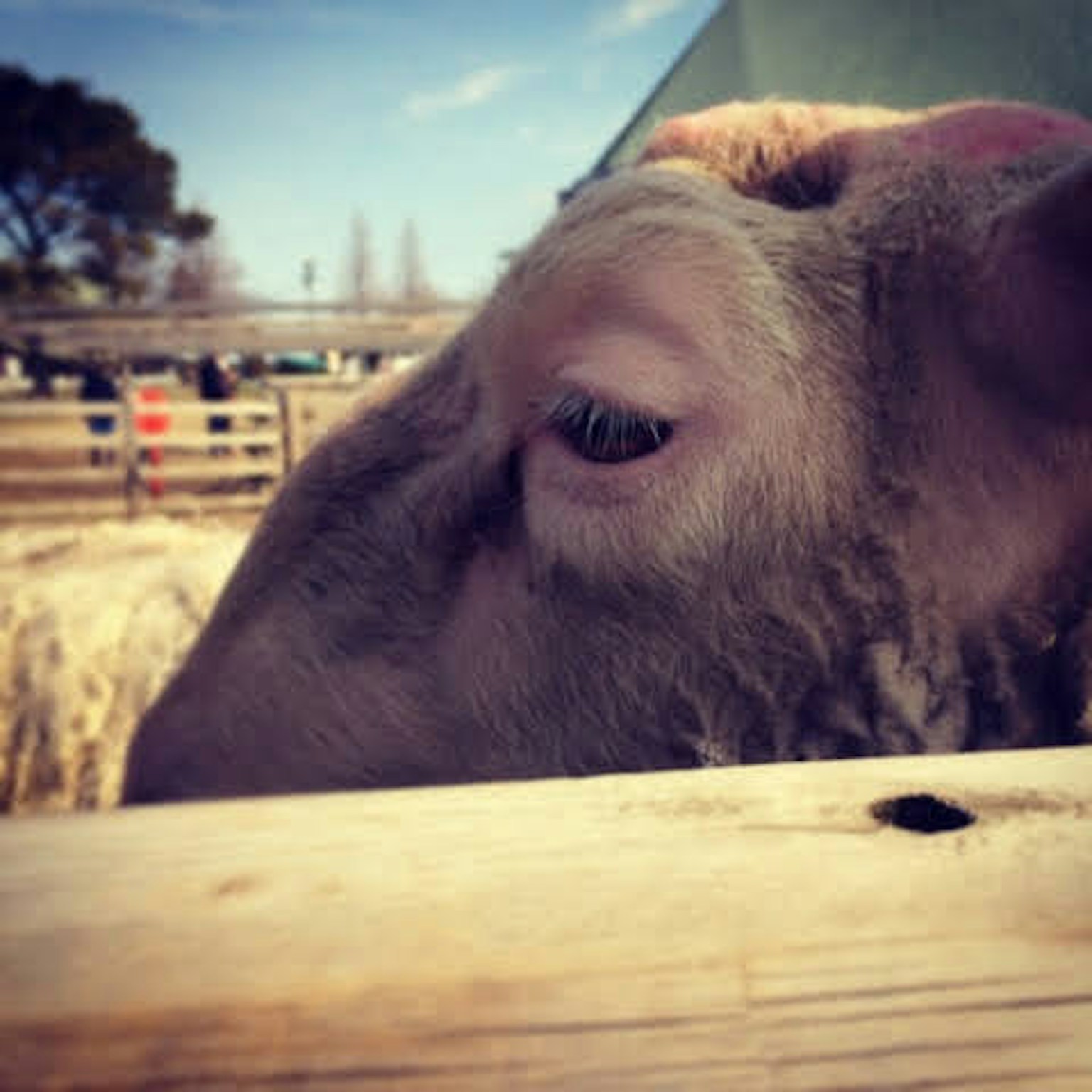 A sheep's face seen over a wooden fence