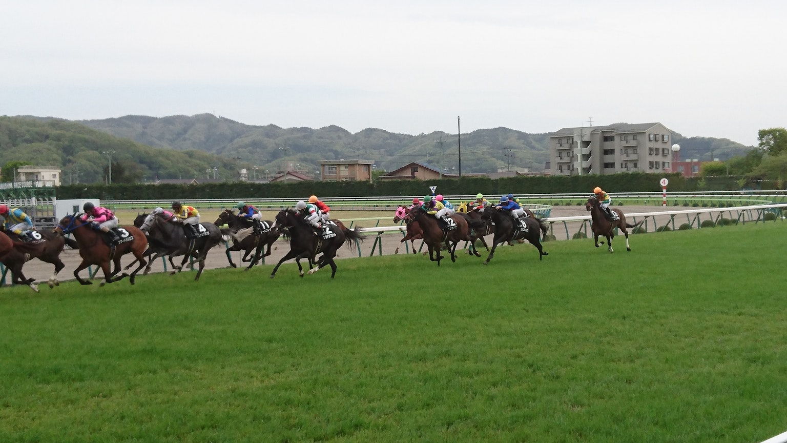 Horses racing on a grassy track during a horse race