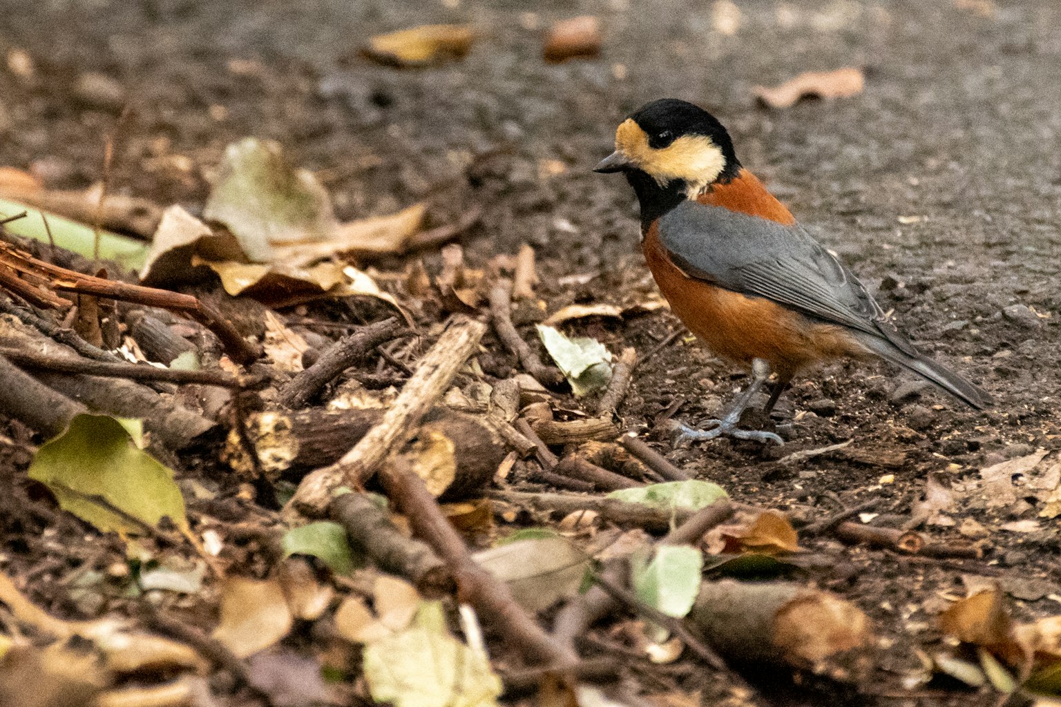 Ein kleiner Vogel mit orangefarbener Brust steht auf dem Boden umgeben von fallenen Blättern und Zweigen
