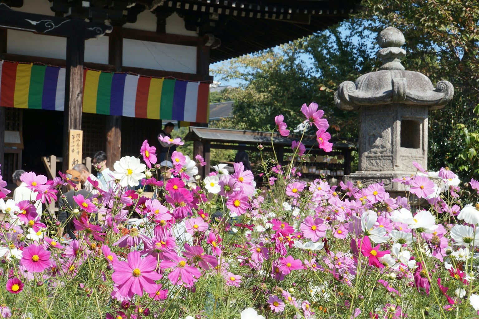 Fleurs colorées en fleurs devant un temple avec une lanterne en pierre et des tissus vibrants