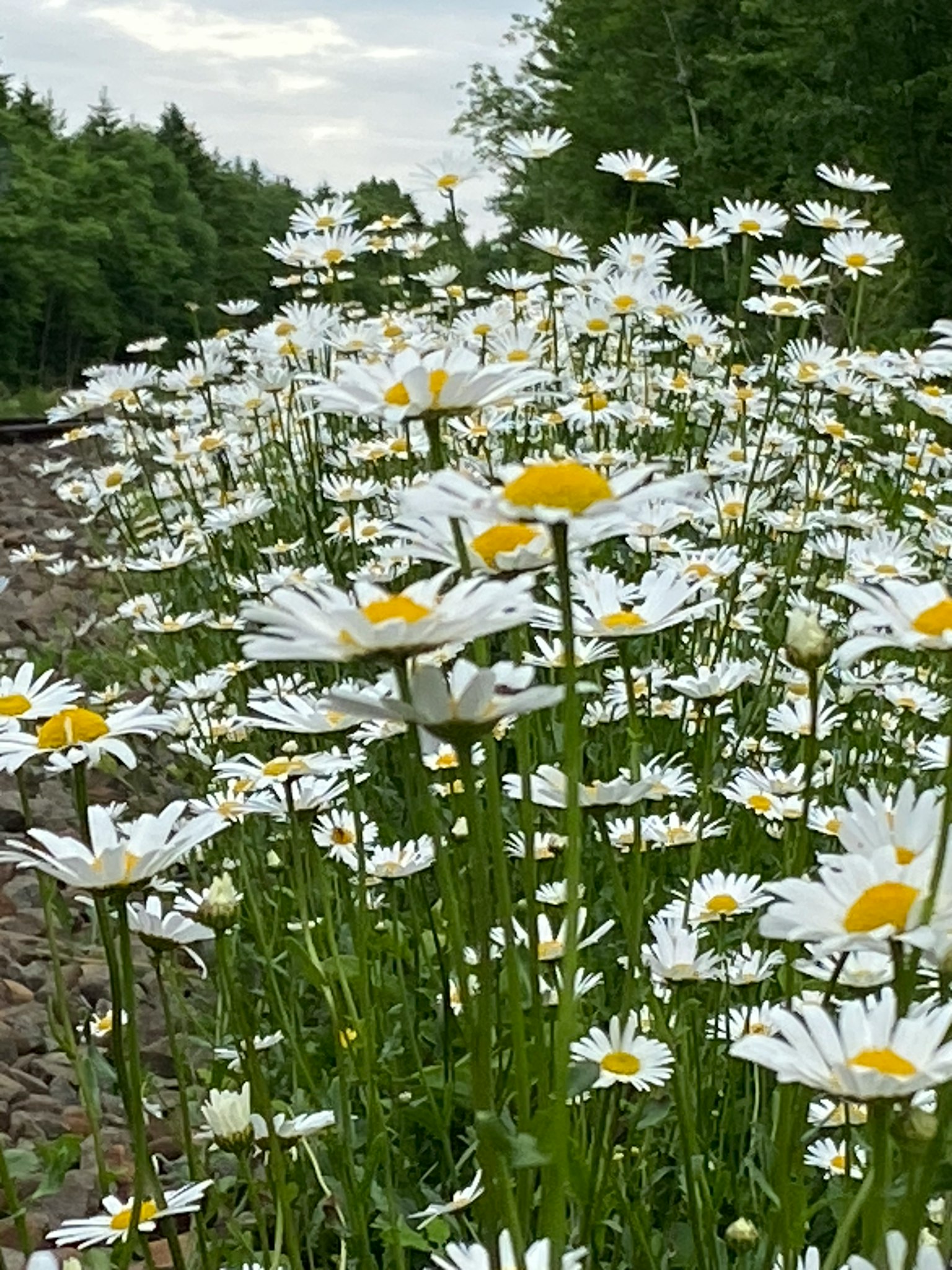 Field of white daisies with yellow centers surrounded by greenery and a cloudy sky