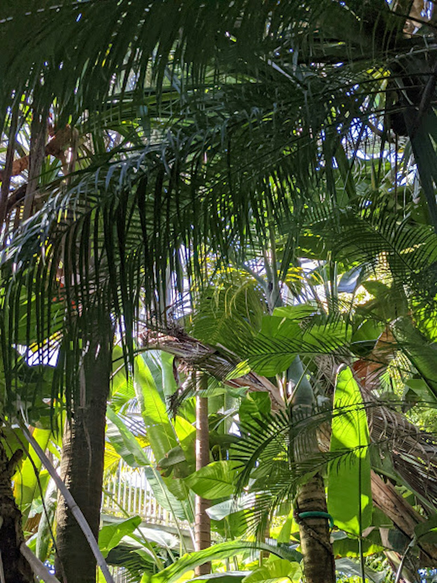 Lush tropical vegetation with overlapping leaves
