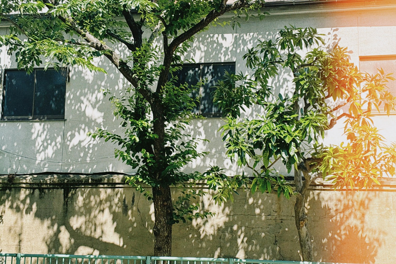 Exterior of a building with a white wall and green trees