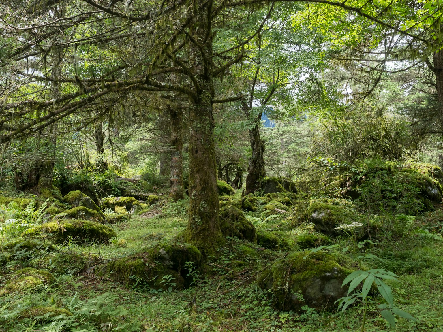 郁郁葱葱的森林场景，特征是大树和覆盖着苔藓的岩石
