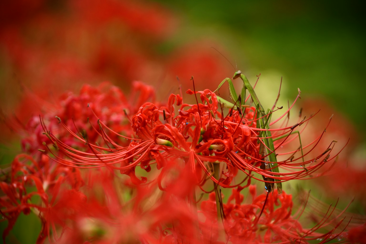 Close-up bunga lily laba-laba merah dengan latar belakang hijau kabur
