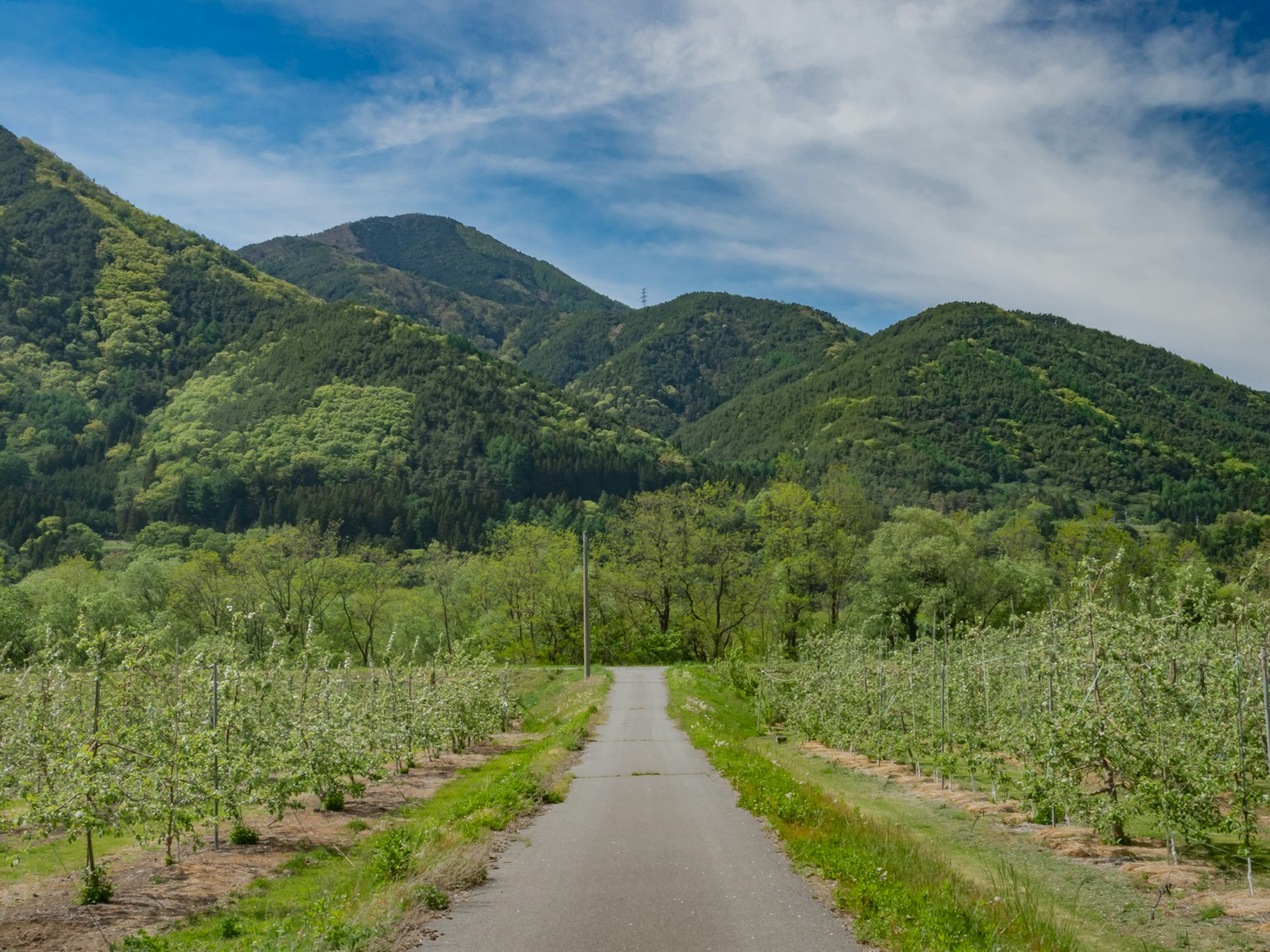 被綠色山脈環繞的鄉村道路和果園的風景