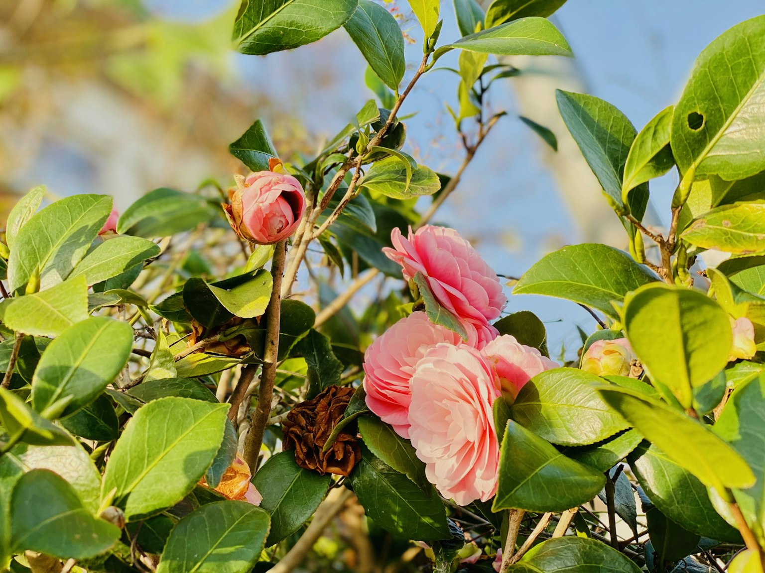 Close-up bunga pink di antara daun hijau