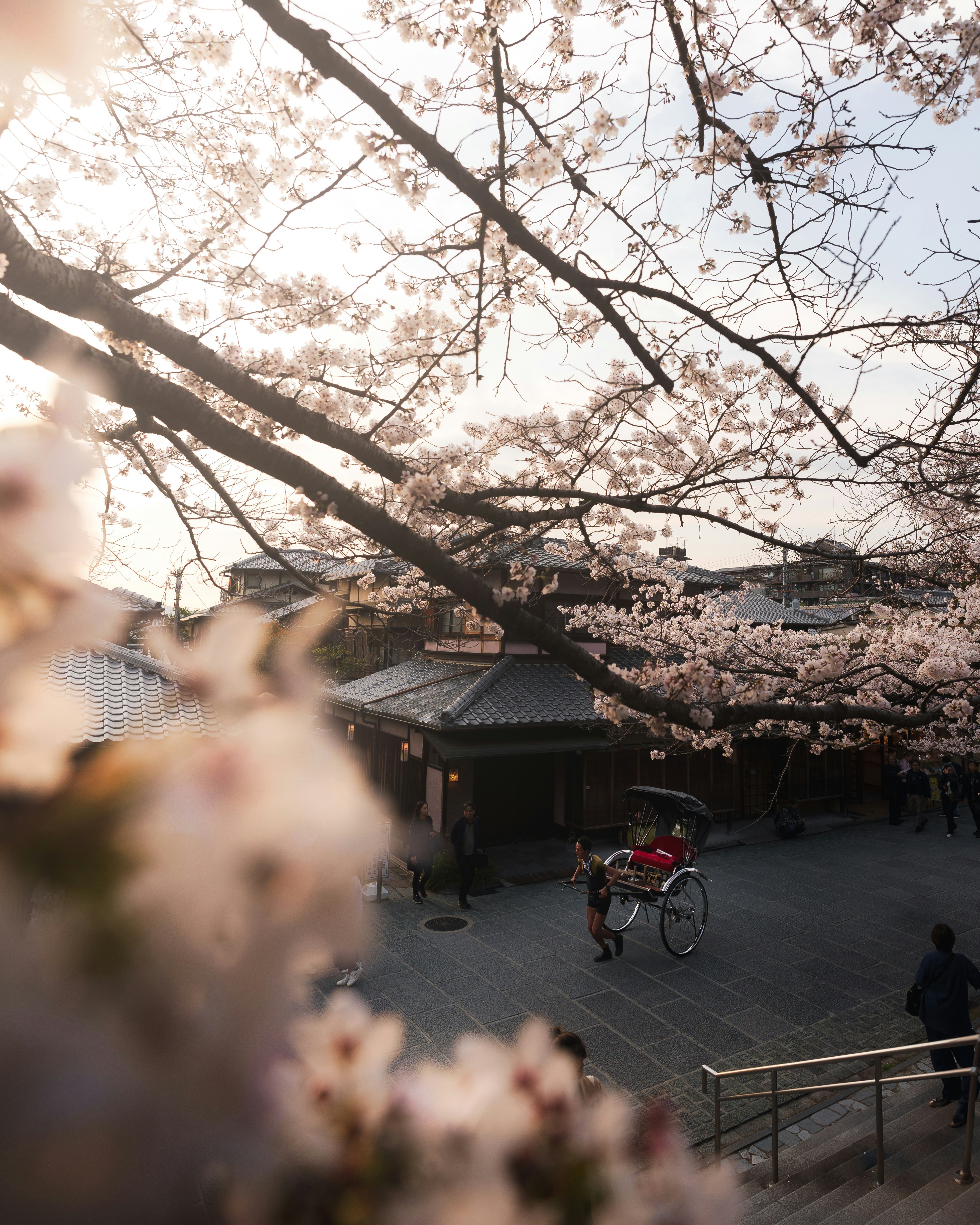 桜の枝と自転車がある路地の風景