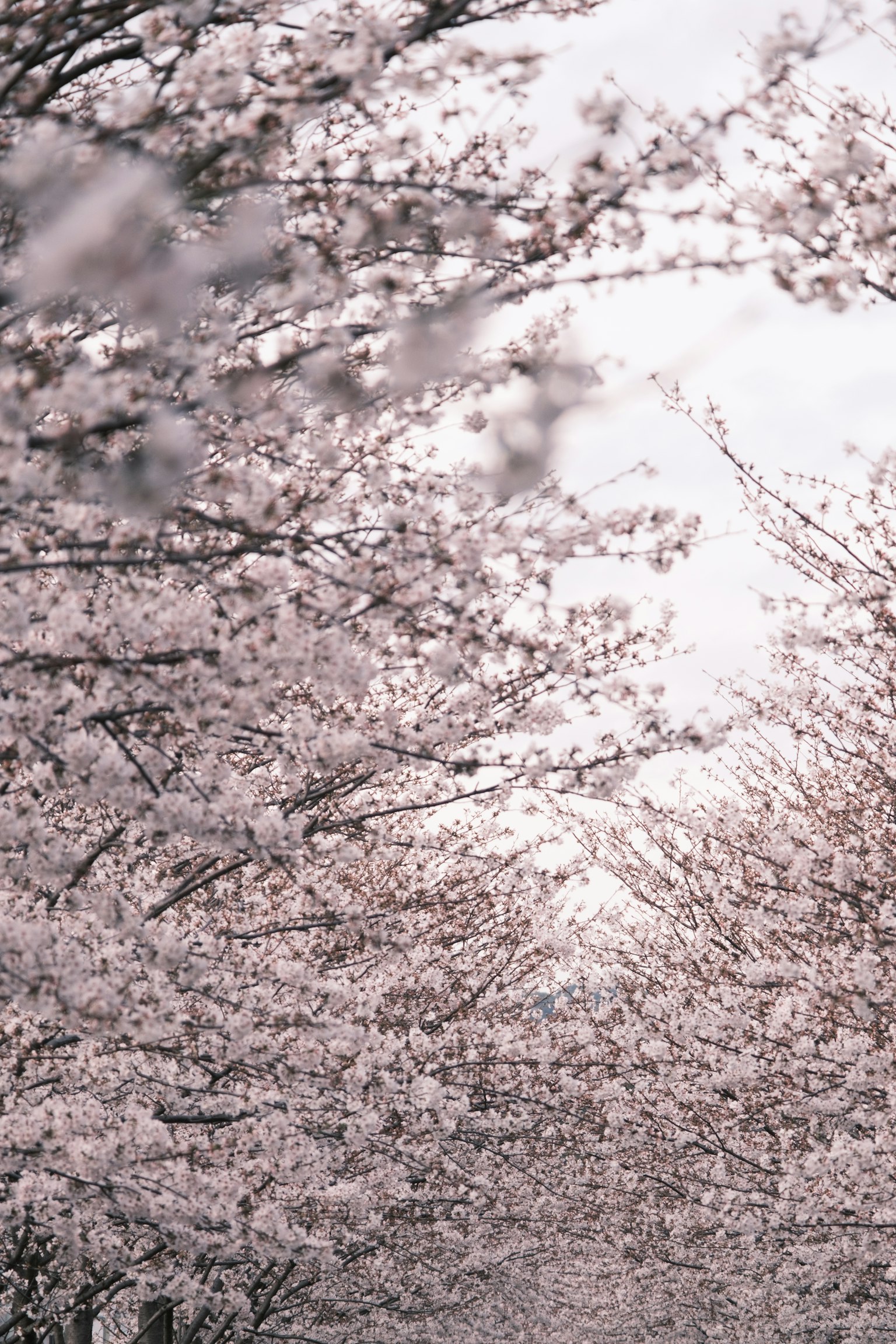 Un sentiero fiancheggiato da alberi di ciliegio in fiore con delicate fioriture rosa