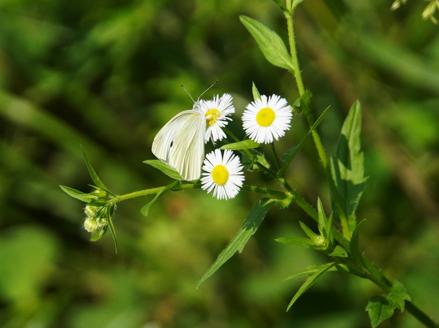 Farfalla bianca appollaiata su fiori bianchi circondata da fogliame verde