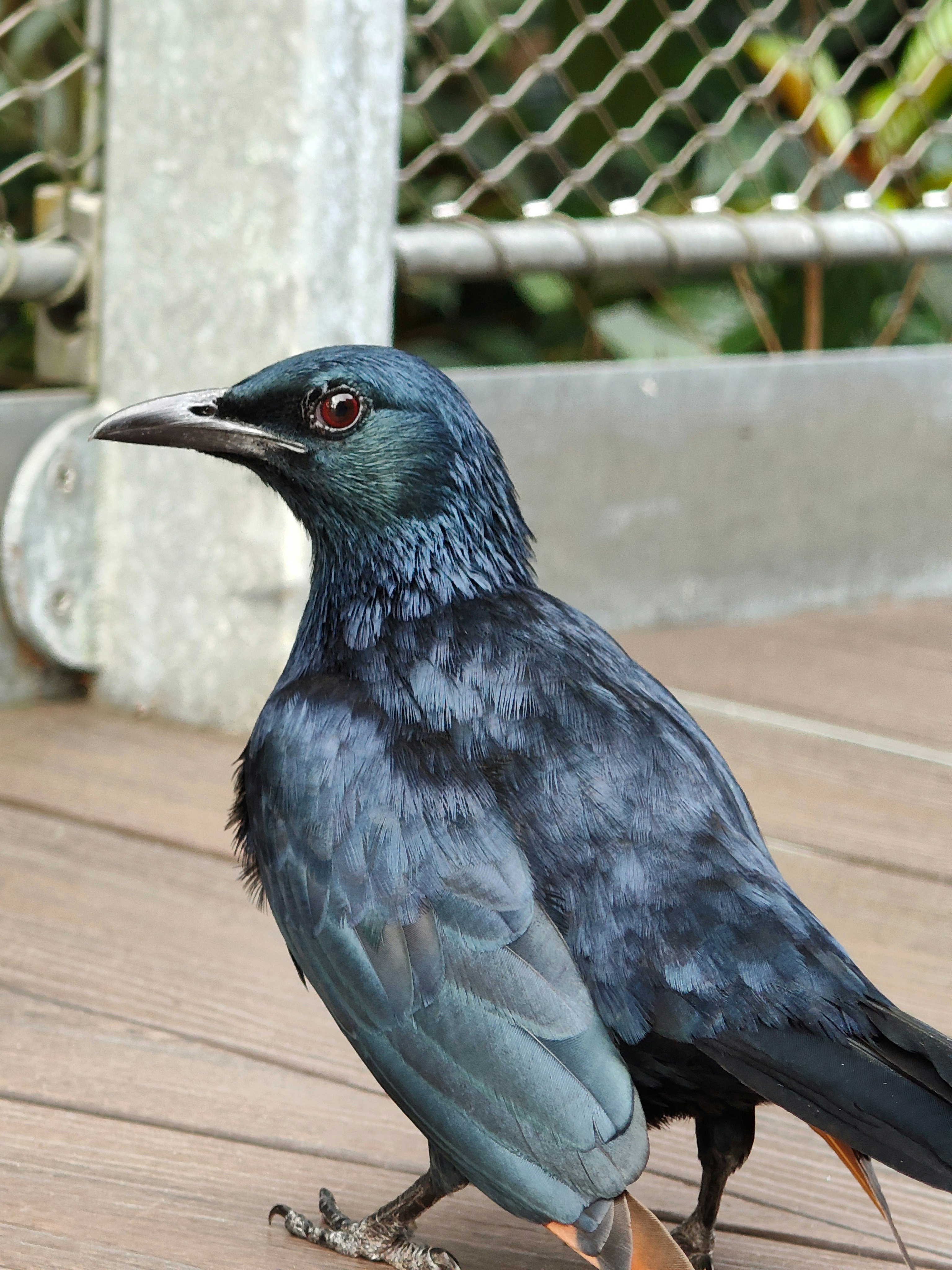 鳥の楽園で止まる青い鳥