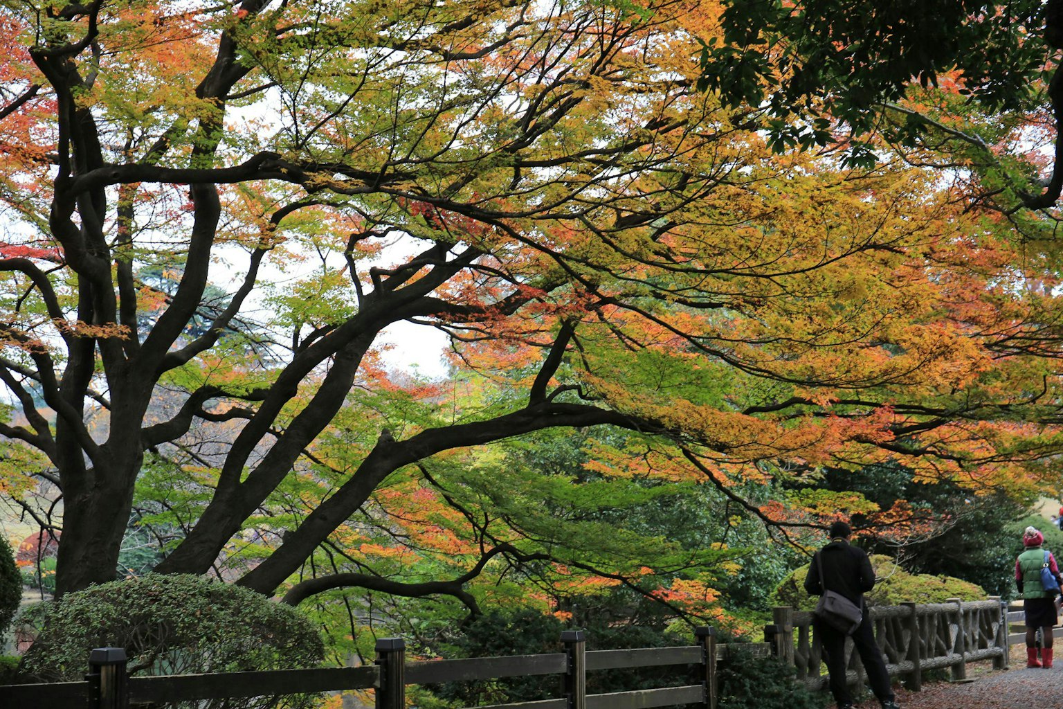 Bunte Herbstblätter in einem Park mit Spaziergängern