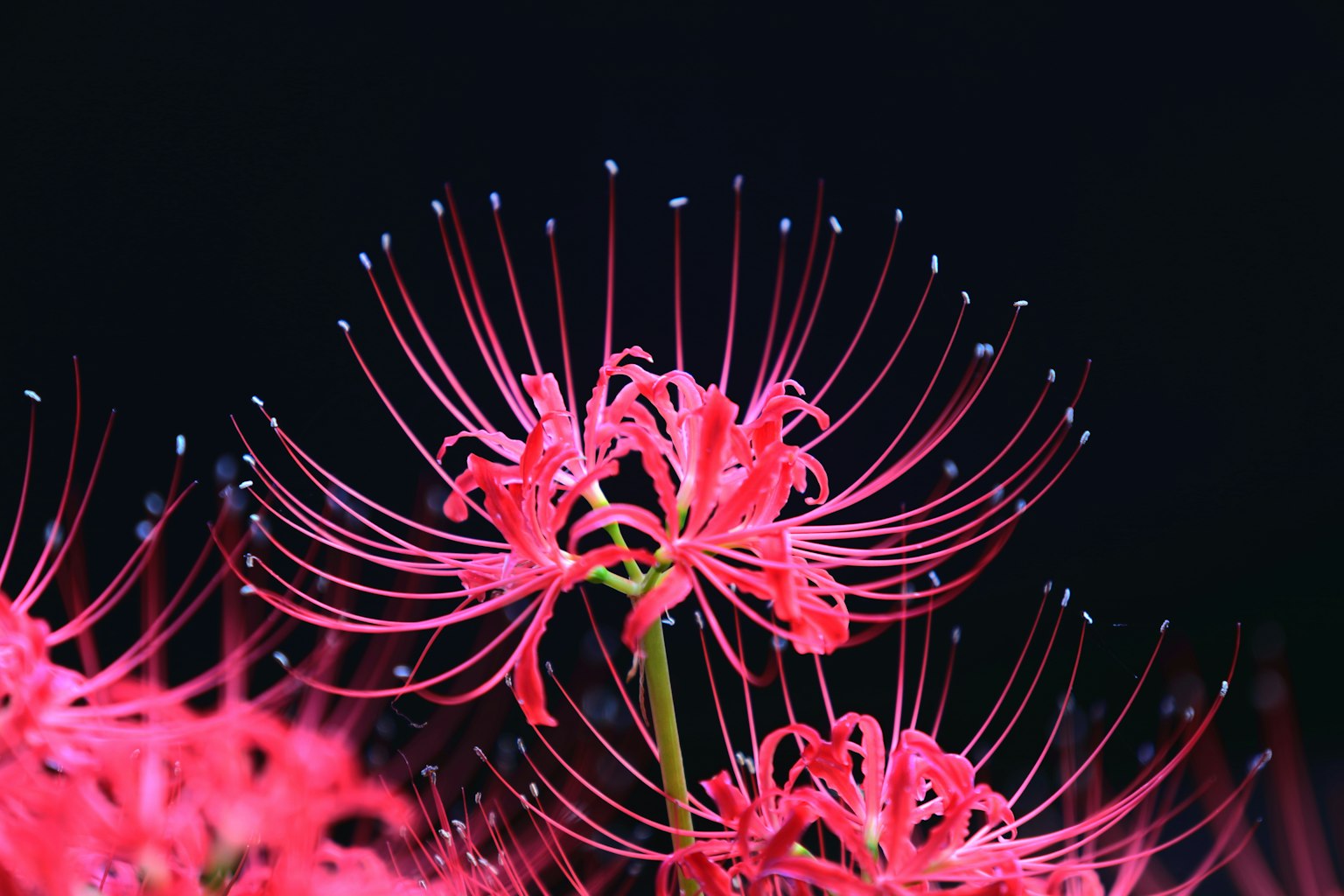 Bunga spider lily merah cerah menonjol di latar belakang hitam