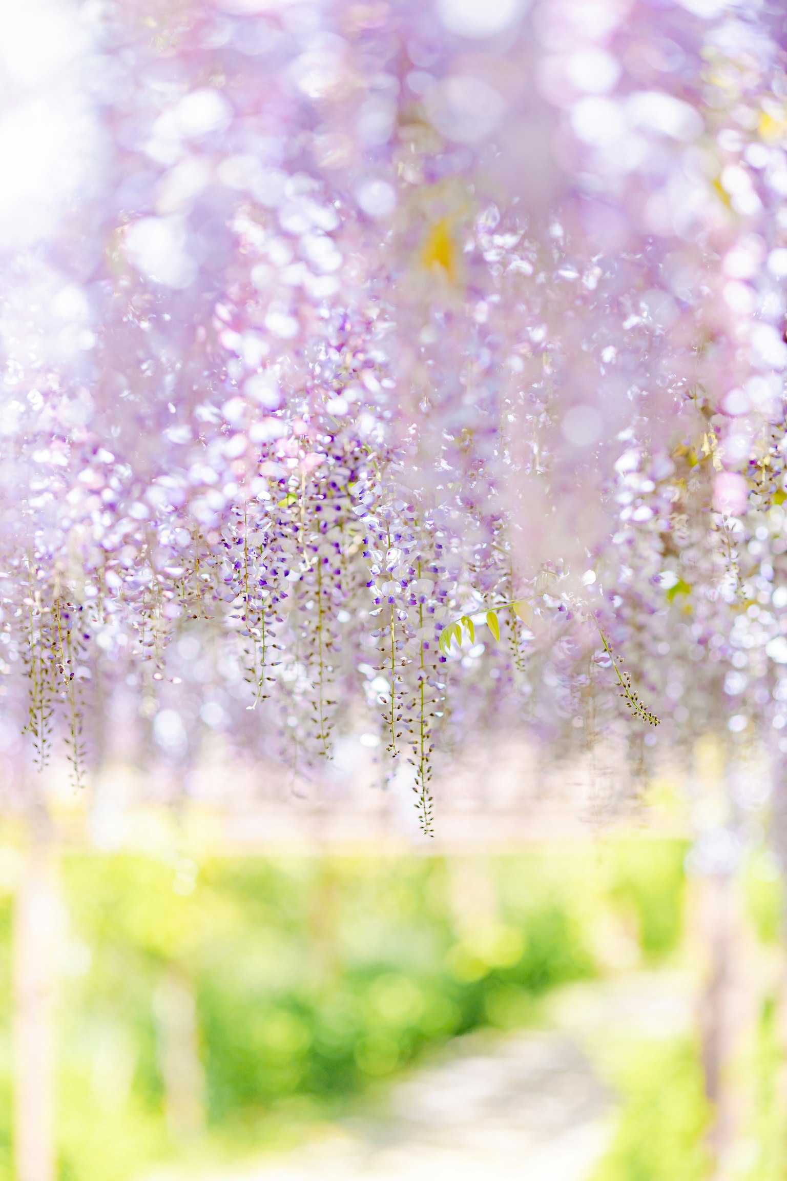 Immagine sfocata con fiori di glicine viola in fiore