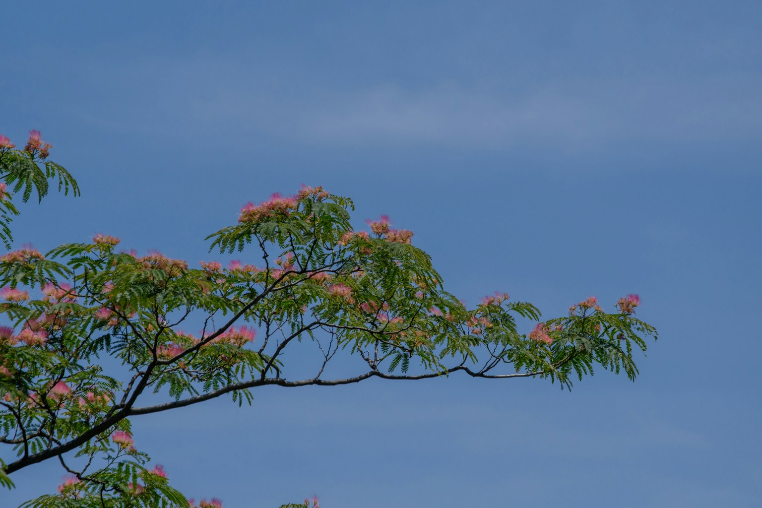 Zweig eines Baumes mit rosa Blumen vor blauem Himmel