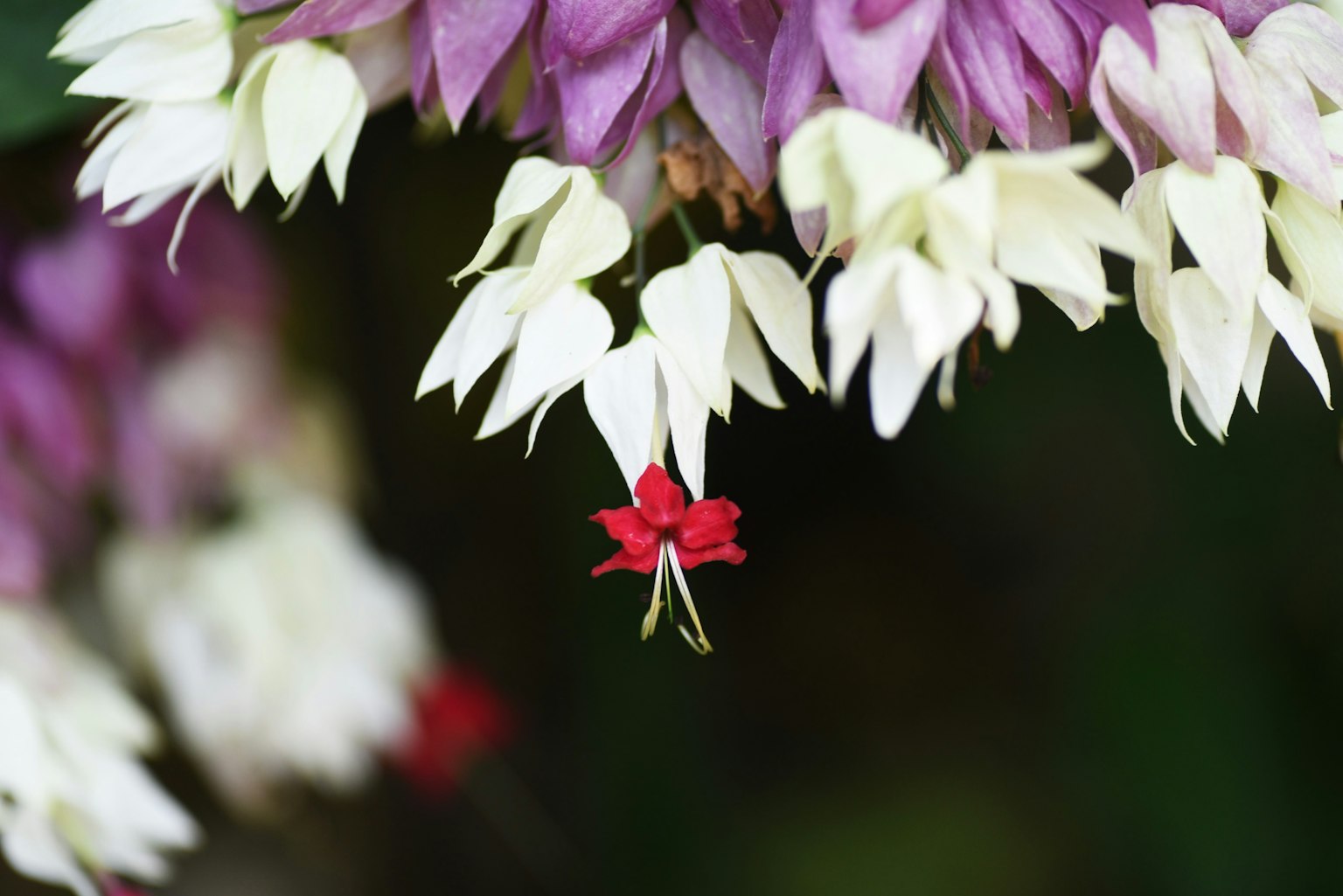 Gros plan d'une plante avec des pétales violets et blancs mettant en avant une petite fleur rouge