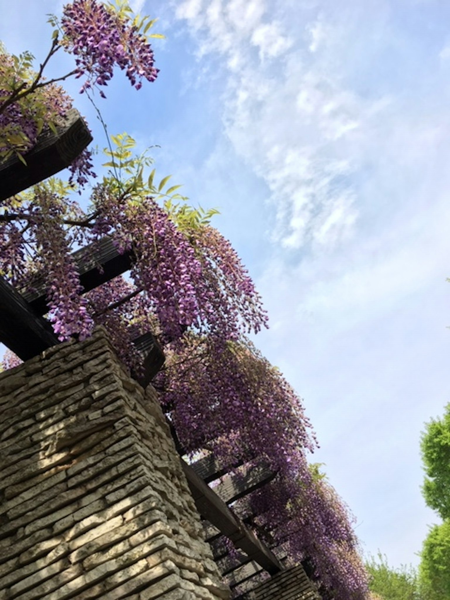 Fiori di glicine viola che pendono da una pergola in legno contro un cielo blu