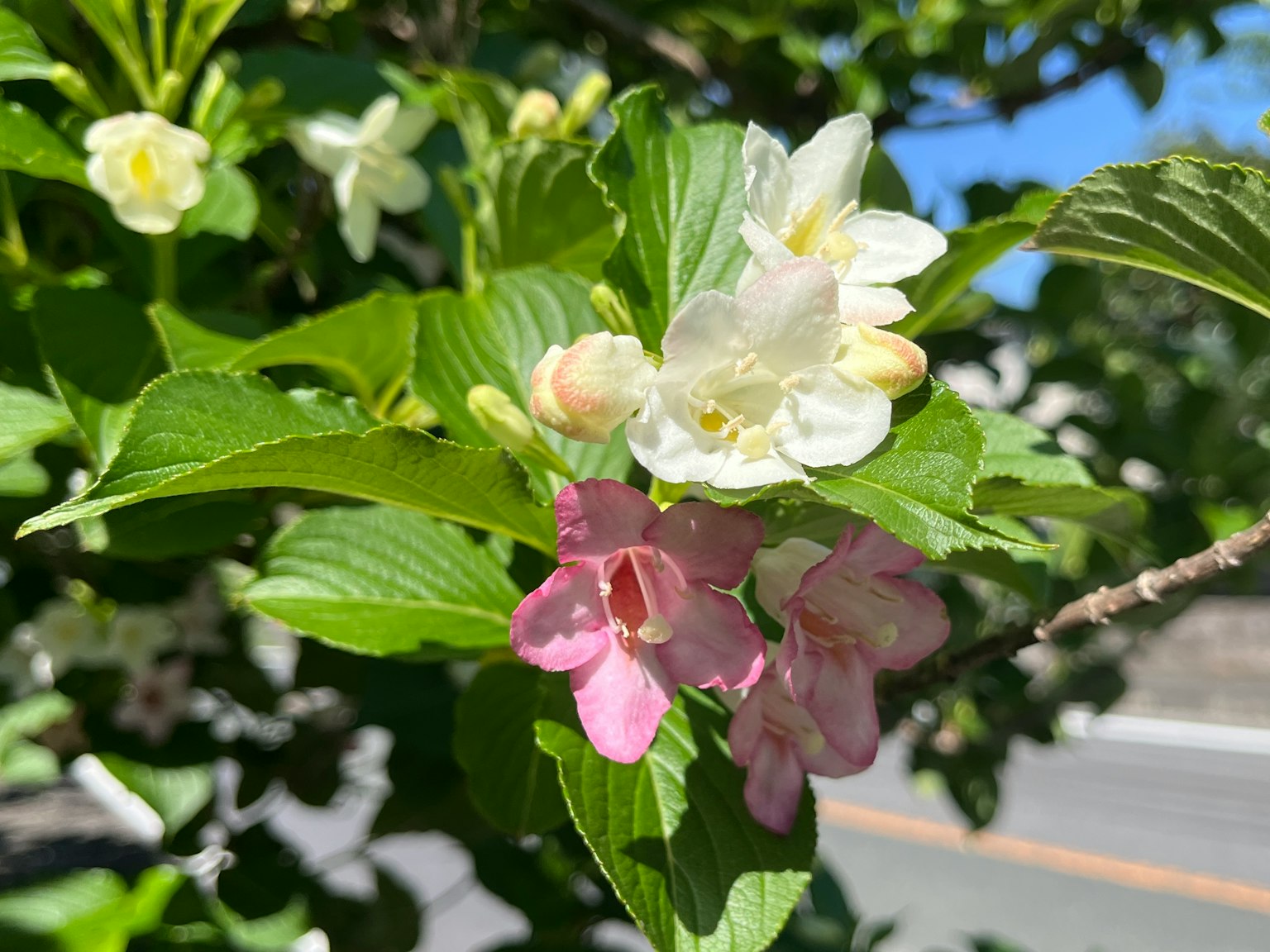 带有白色和粉色花朵的枝条靠近绿色叶子