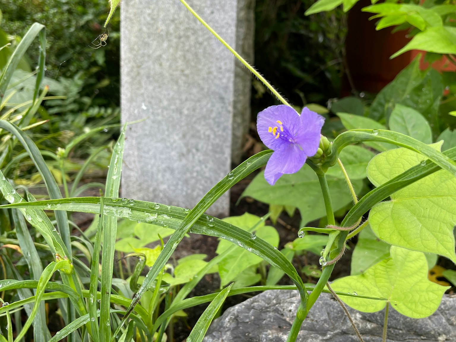 花園中綠色葉子和紫色花朵的特寫