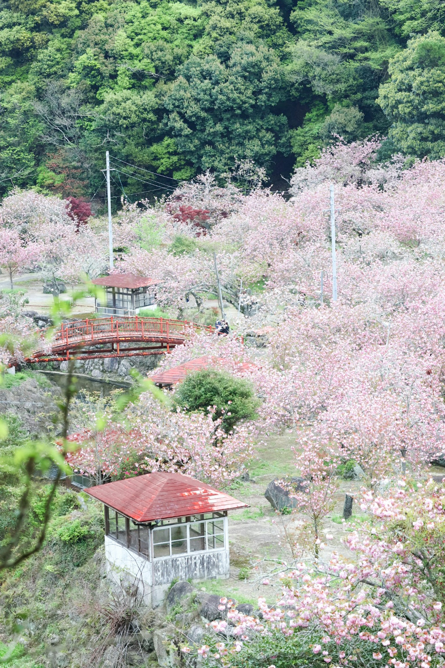 A small building surrounded by blooming cherry blossoms and green trees