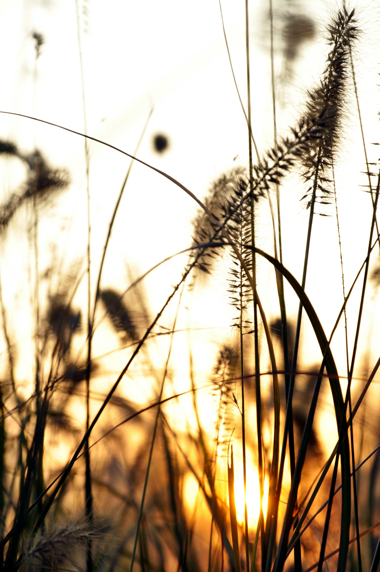 Silhouette von Gras vor einem Sonnenuntergangshintergrund mit sanftem Licht